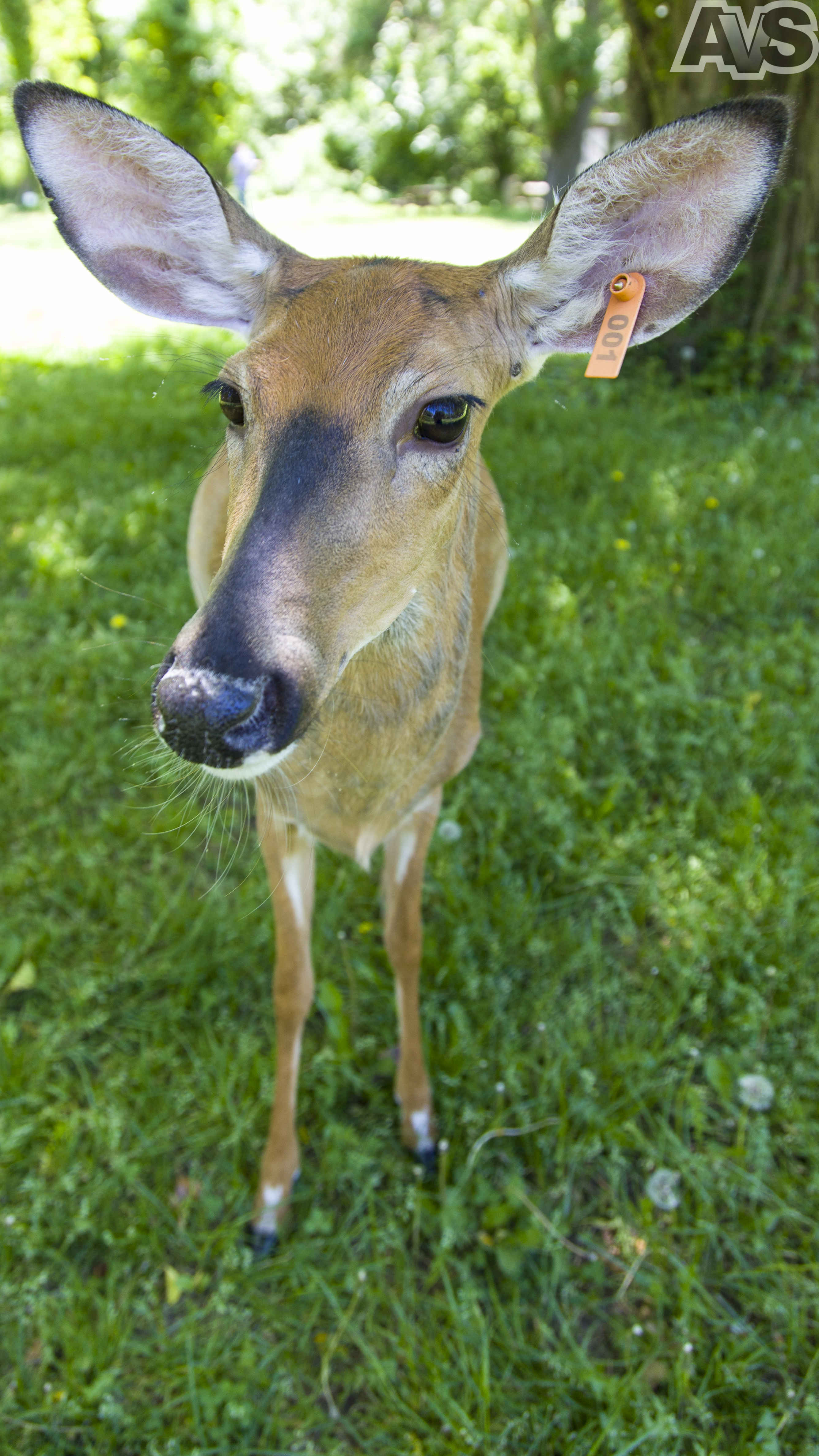 Mildred the Deer is number 1