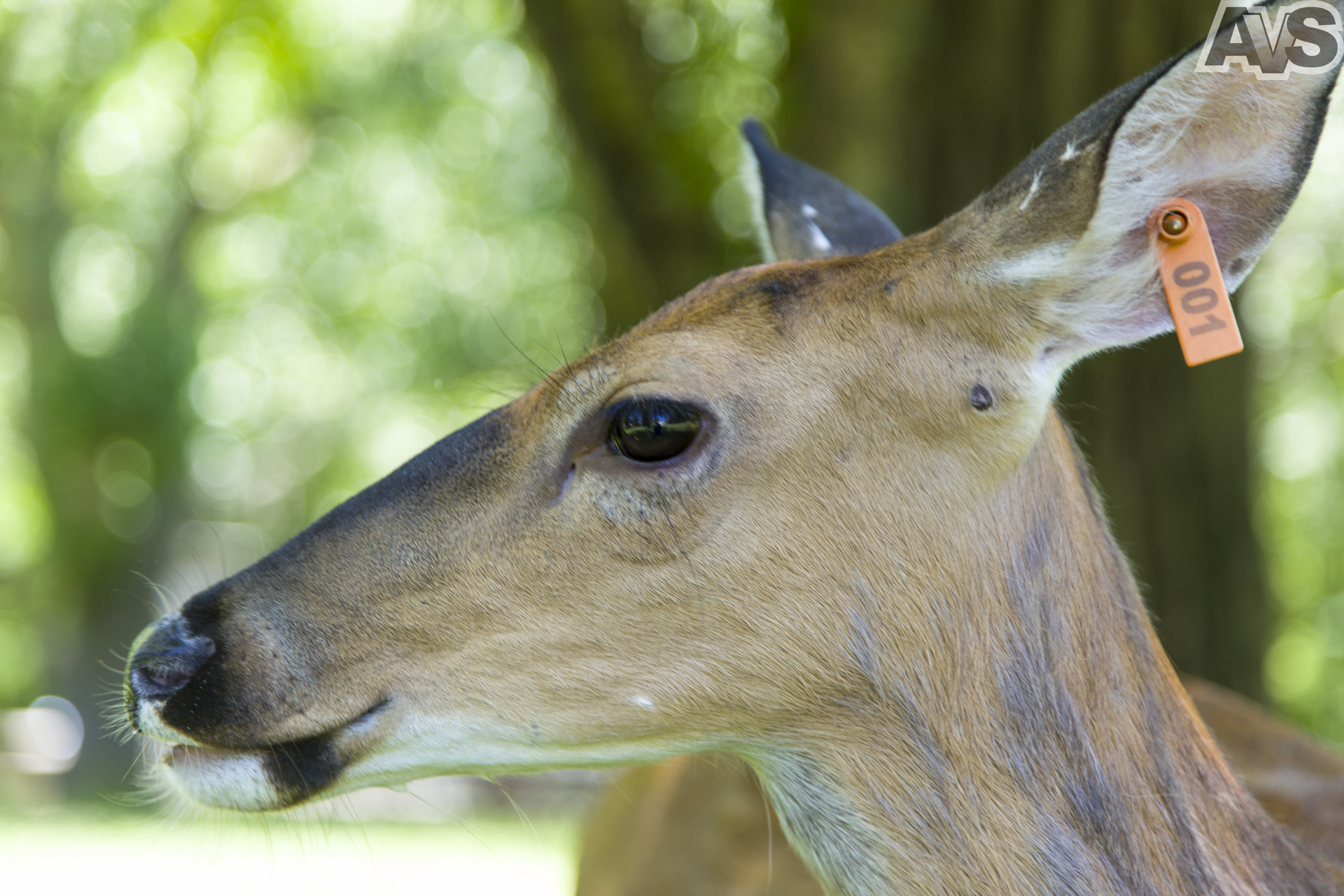 Mildred the Deer is this my good side